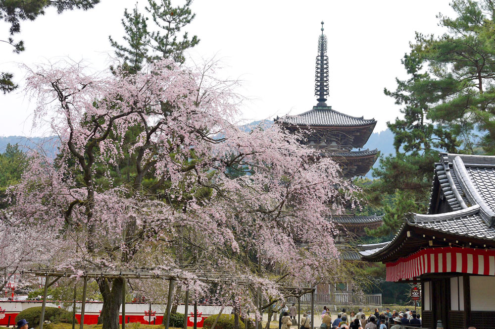 醍醐寺
